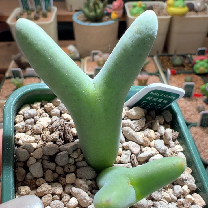 878。 优选稀有毛皮卡丘。  八八折后价。 