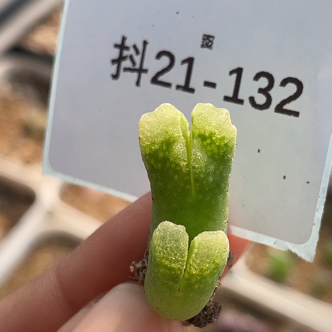 21-132冰风铃多肉植物