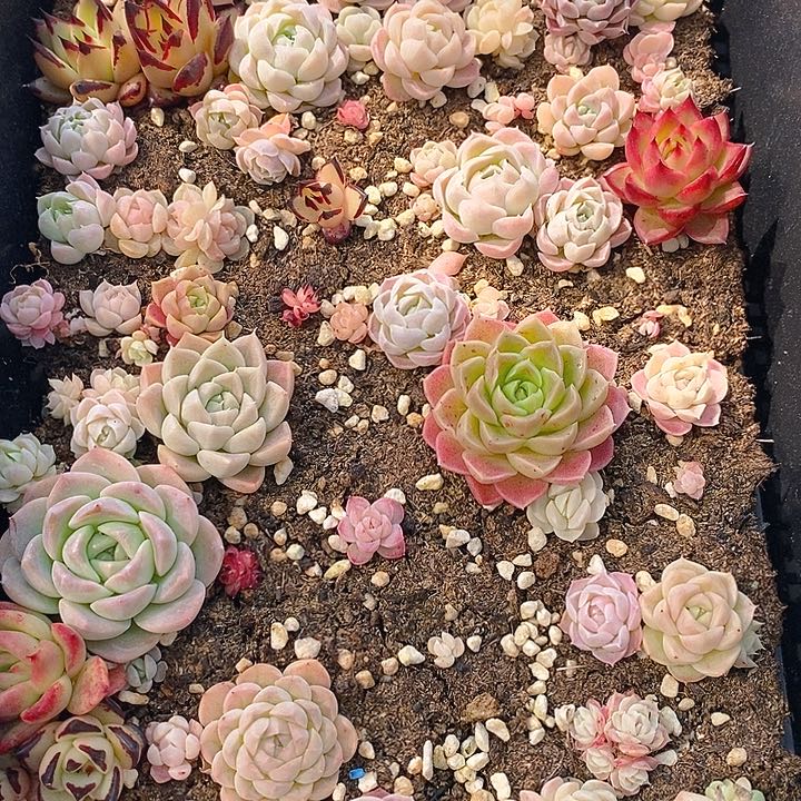 237 多肉植物组合盆栽植物