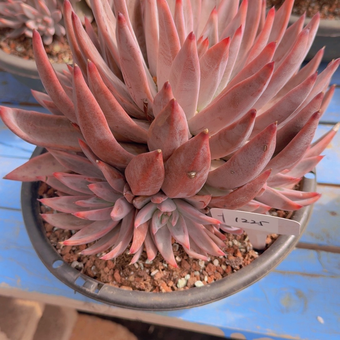 珍***姐1225圣徒凡艺多肉