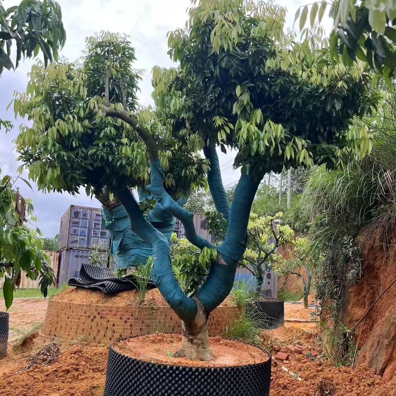 改良版仙进奉荔枝