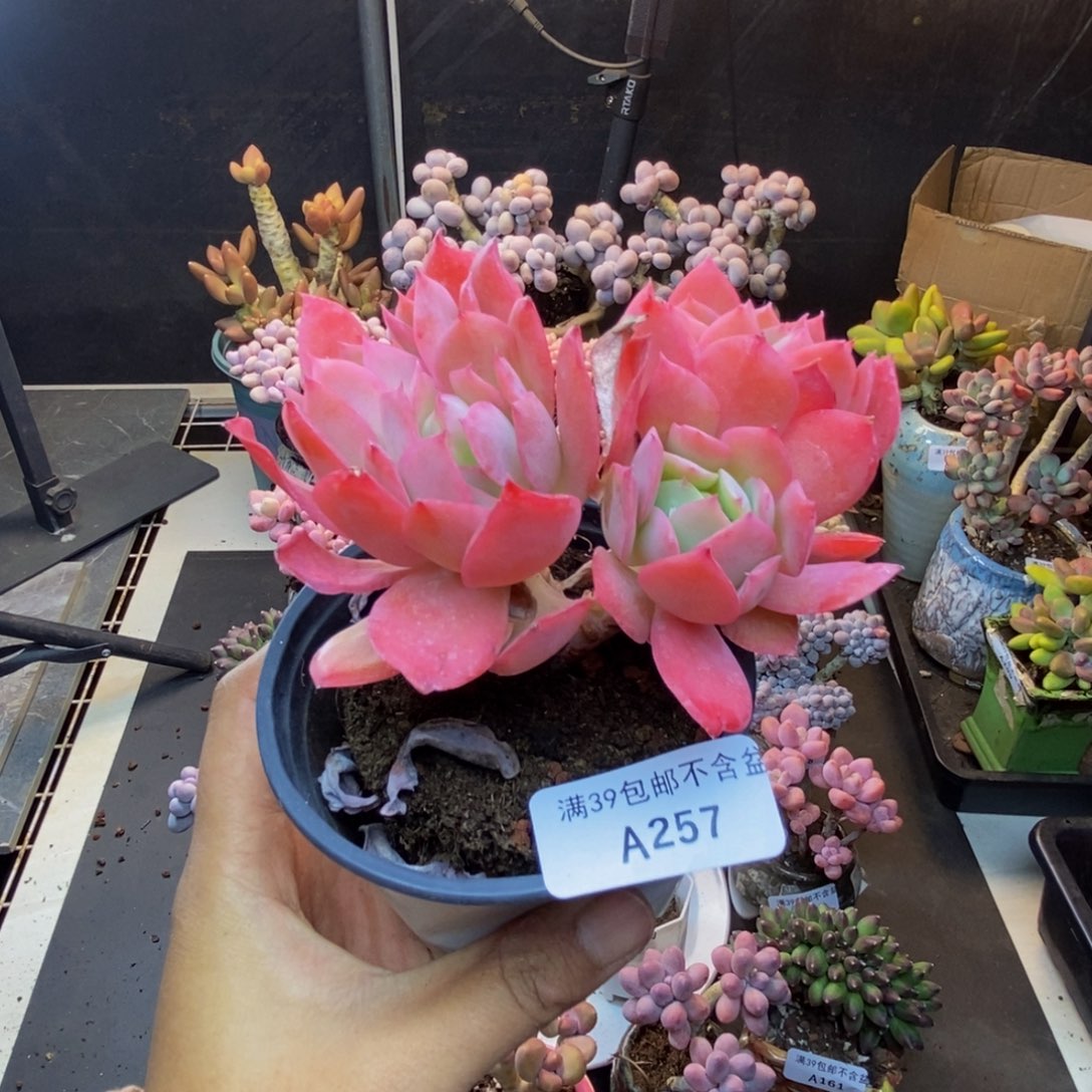 257琦罗多肉肉8c m