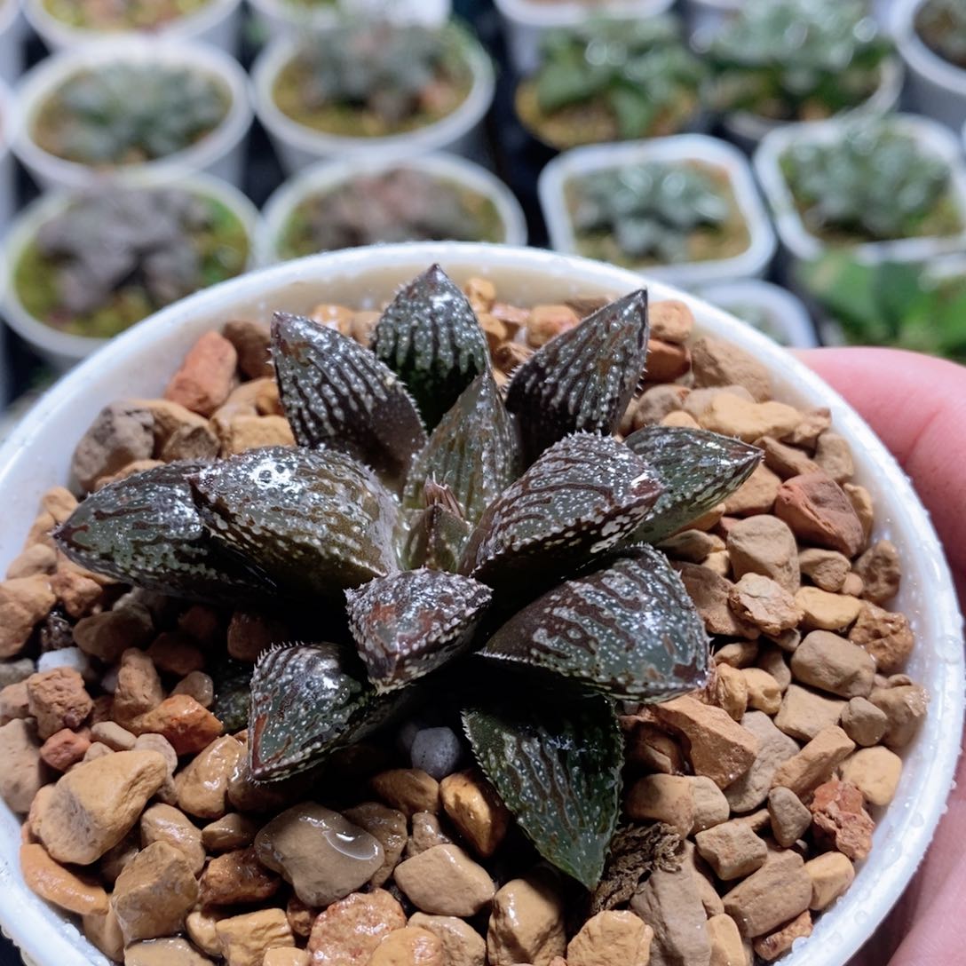 实生寿带背窗玉露多肉