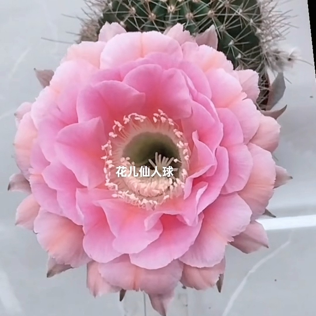 云绯彩草带根2-3公分侧芽(满20元包邮偏远地区不包邮，脱盆脱土发）