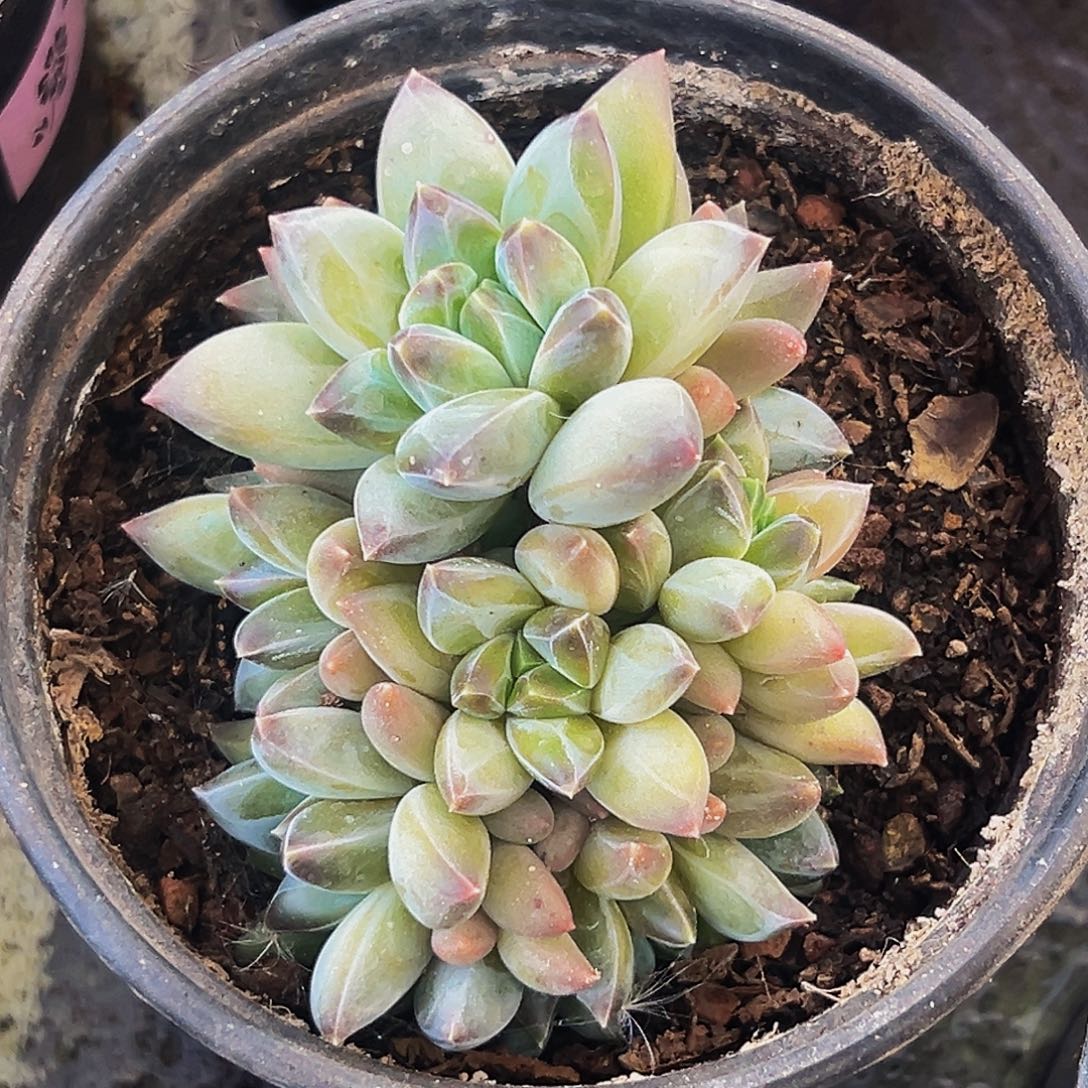 桔云多肉美人精品系列