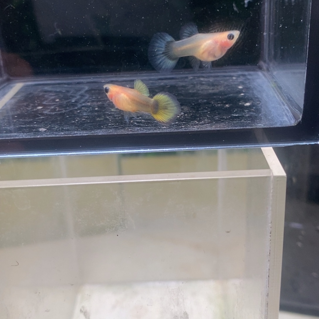 孔雀鱼圆尾小蜜蜂玻璃猫一对