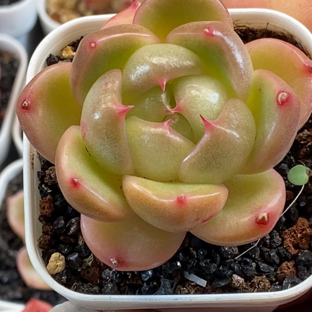 天官赐福百无禁忌