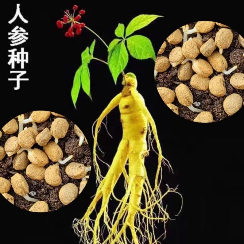 F【人参种子】家庭阳台庭院种植四季可种易栽易活商品图