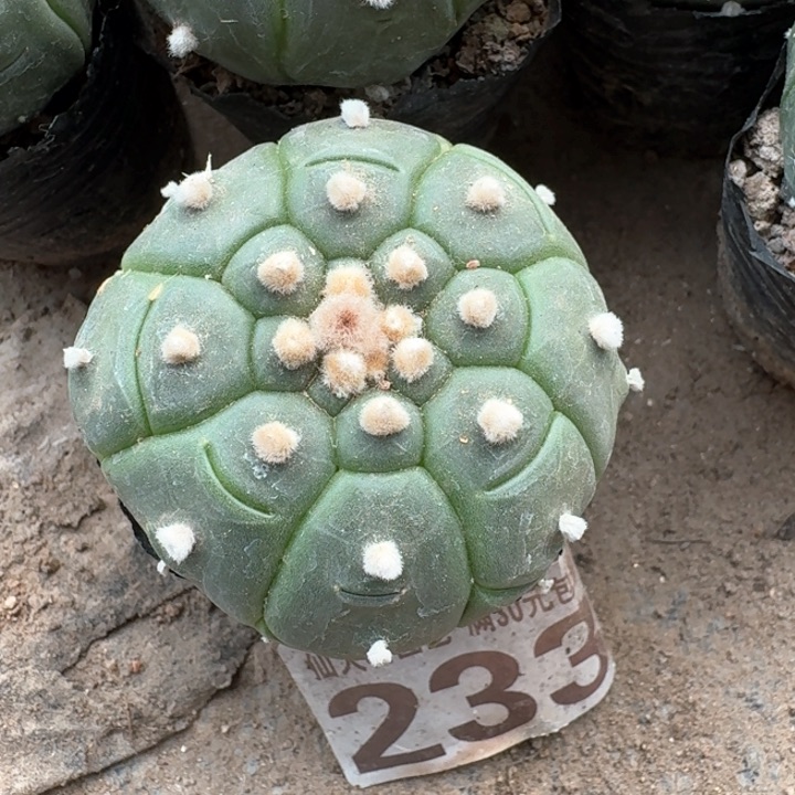 233实生龟甲兜仙人球