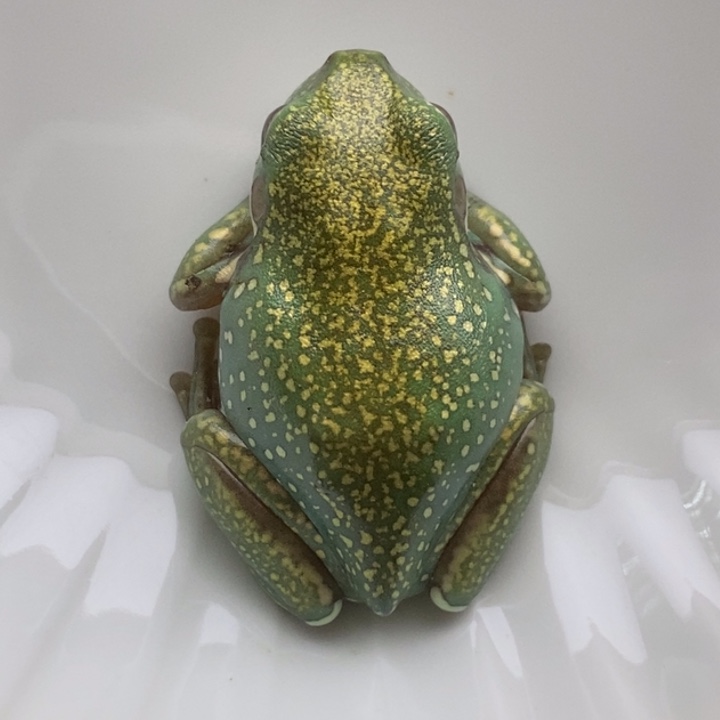 老爷树蛙澳蓝鎏金暴雪7号