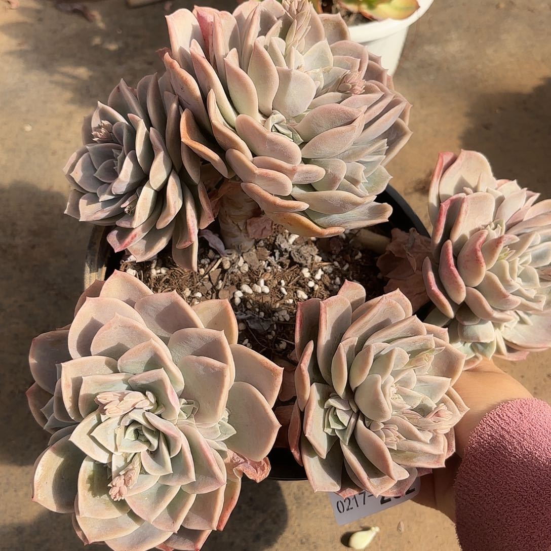 同温层多肉哈利232