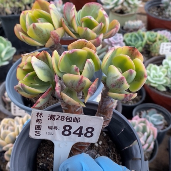 848一一一一一一一一一