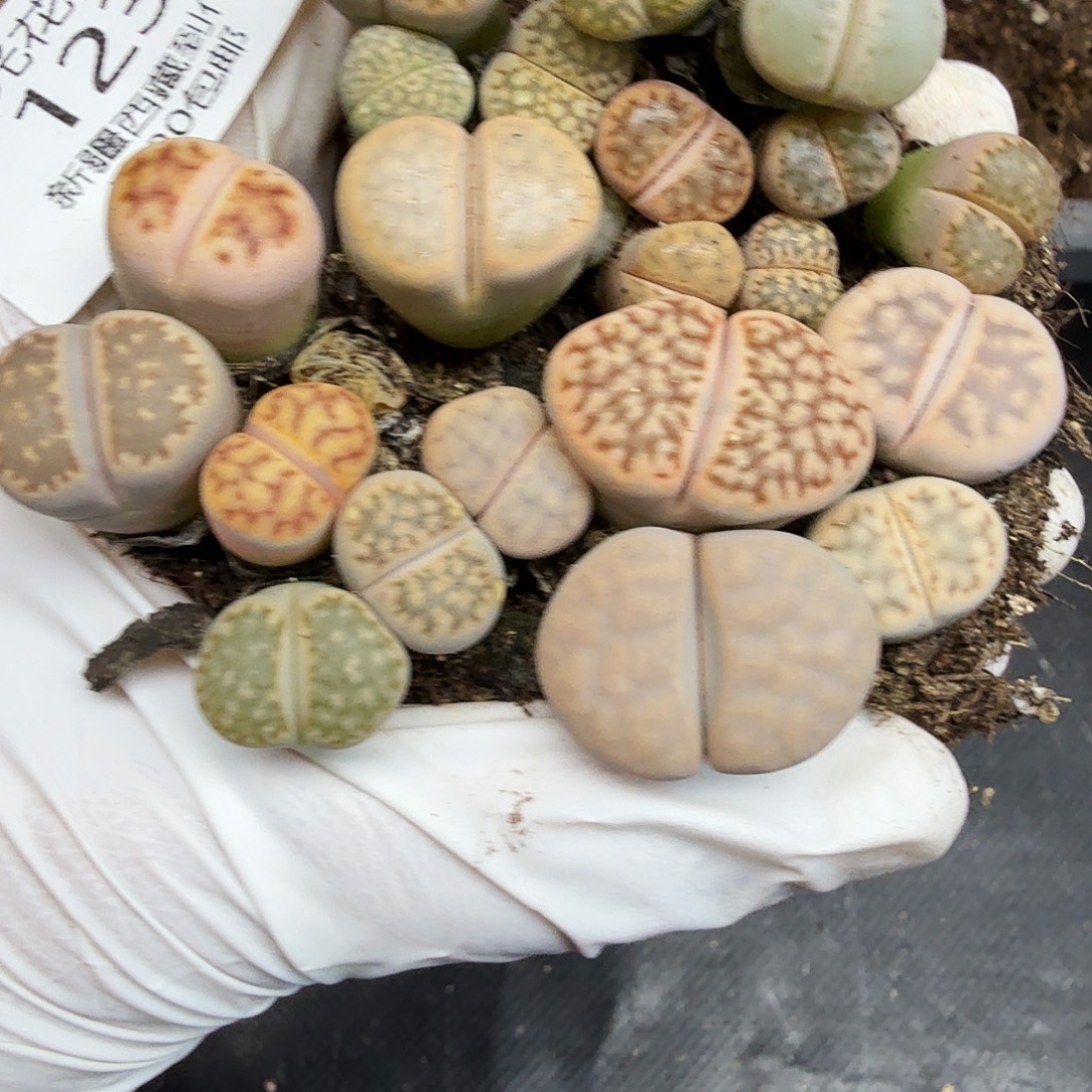 哈哈笑不出眼泪哈哈不开心123