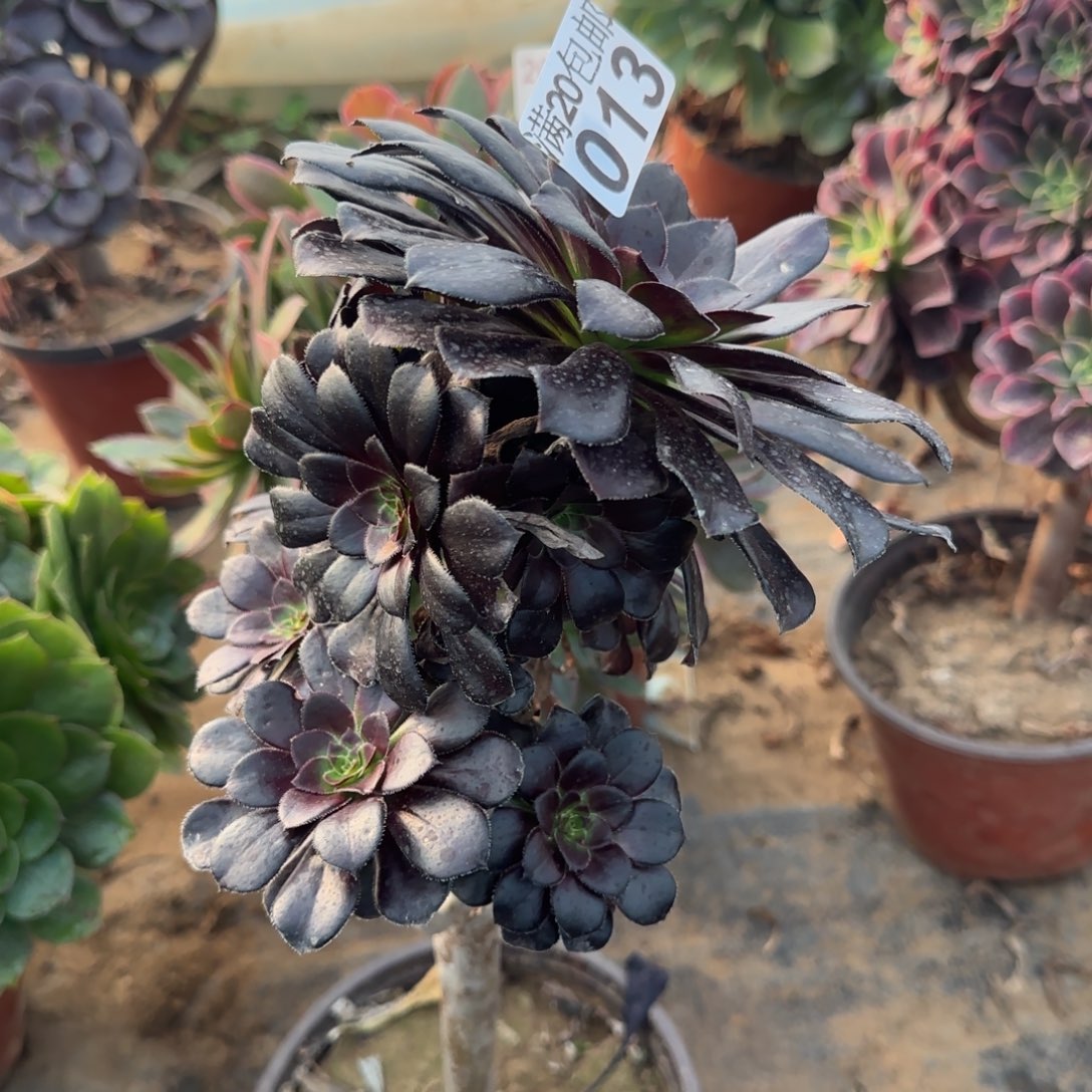 墨法师013满20包邮断枝不包