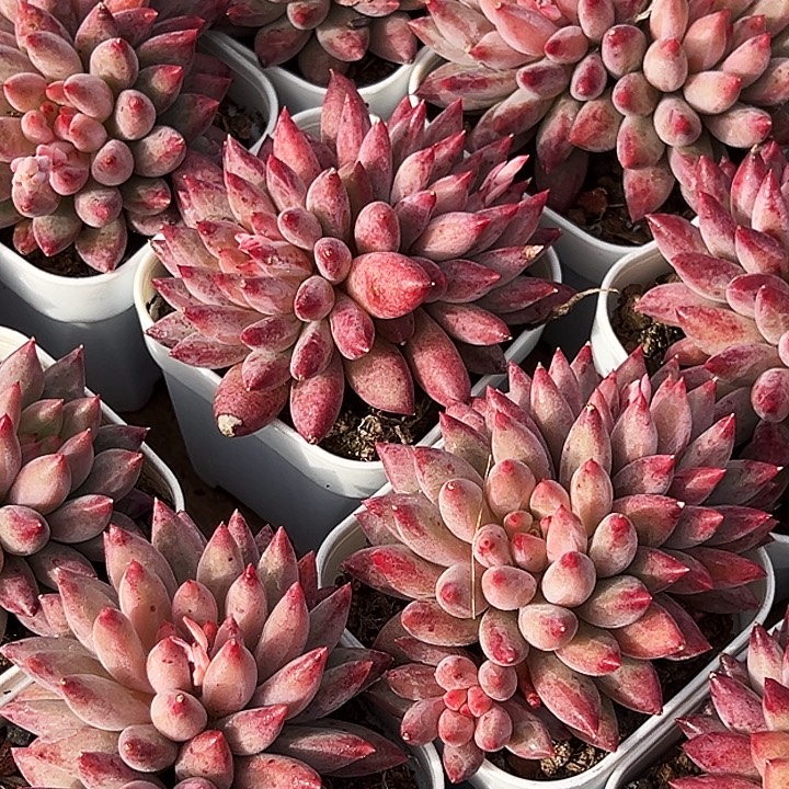 双头           金鱼姬