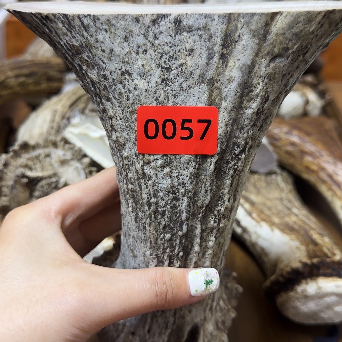 手串/手链鹿骨弹弓0057 长16 弓14.5 柄5.3