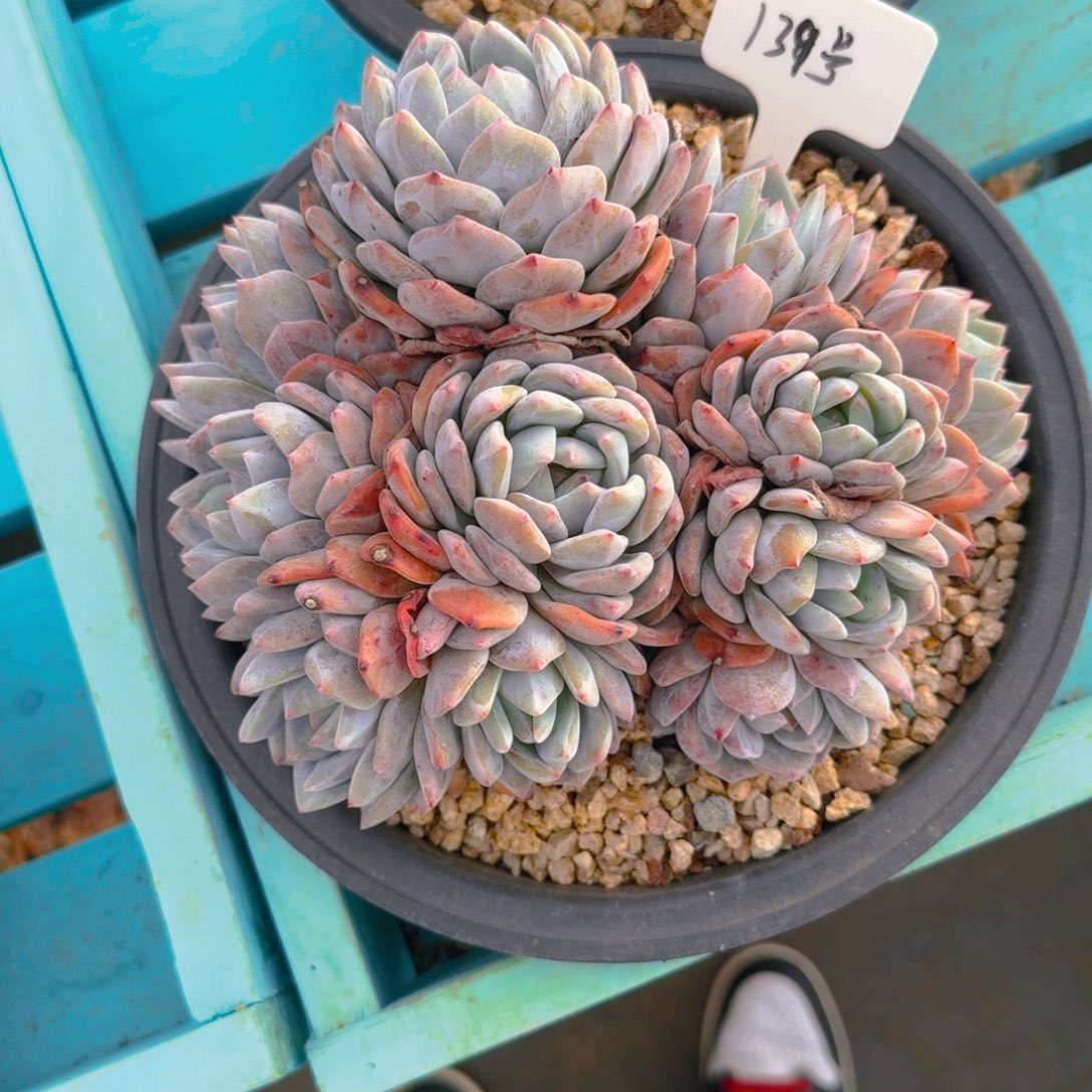 139号多肉111111111