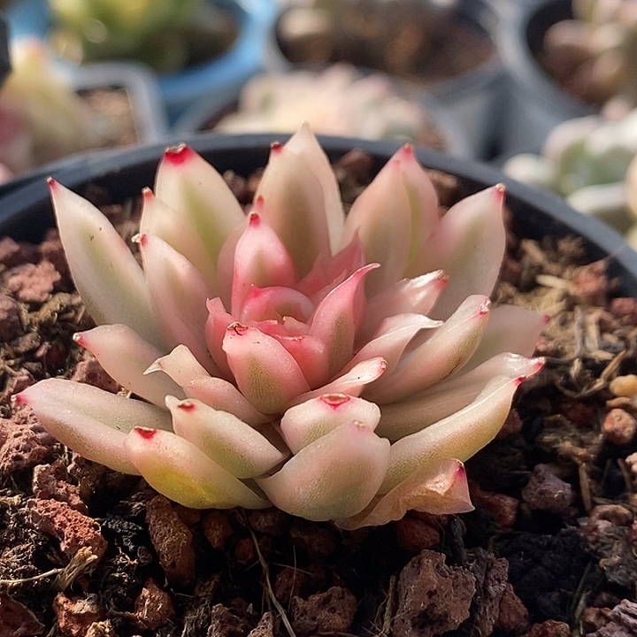 白水晶锦冰透体多肉植物