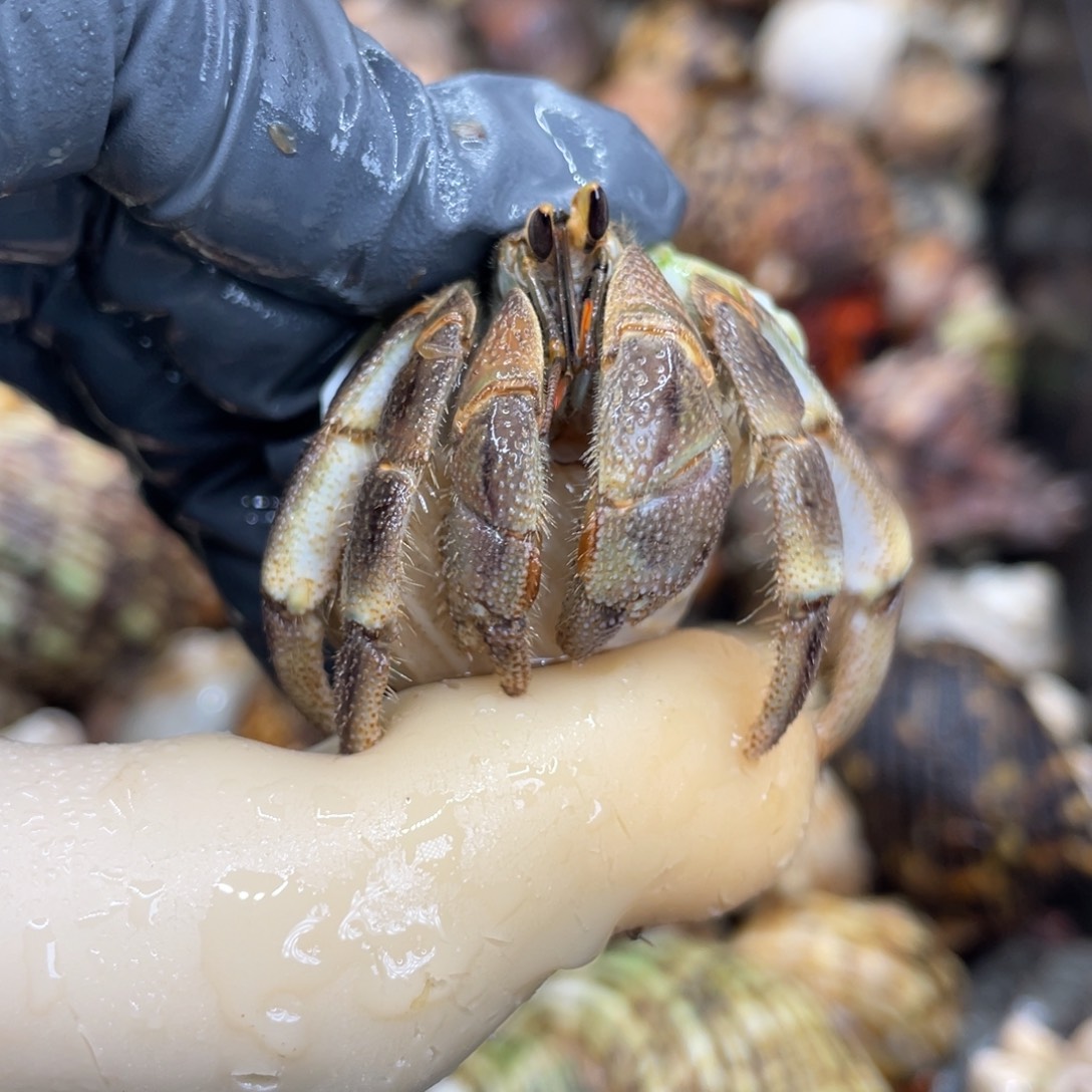 不退不换活体宠物37