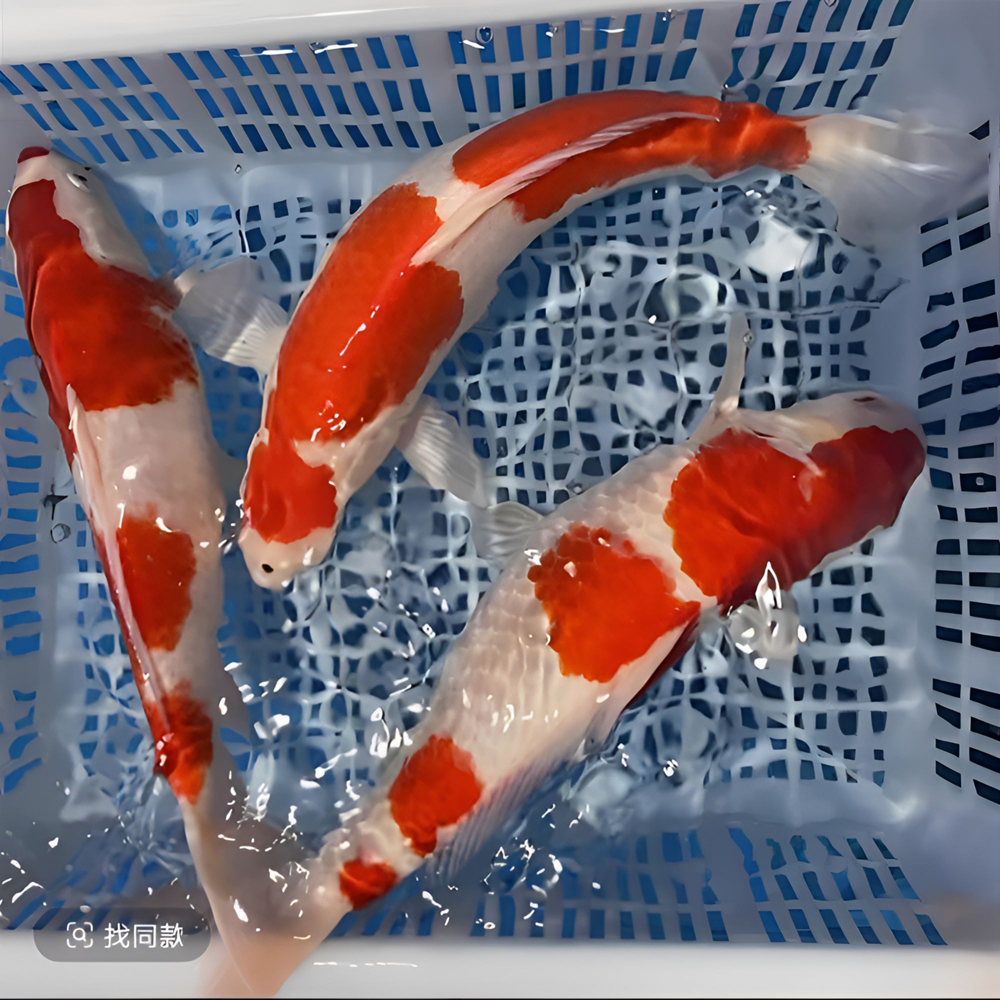 纯正血统红白耐活冷水观赏鱼锦鲤精品淡水好养鱼苗