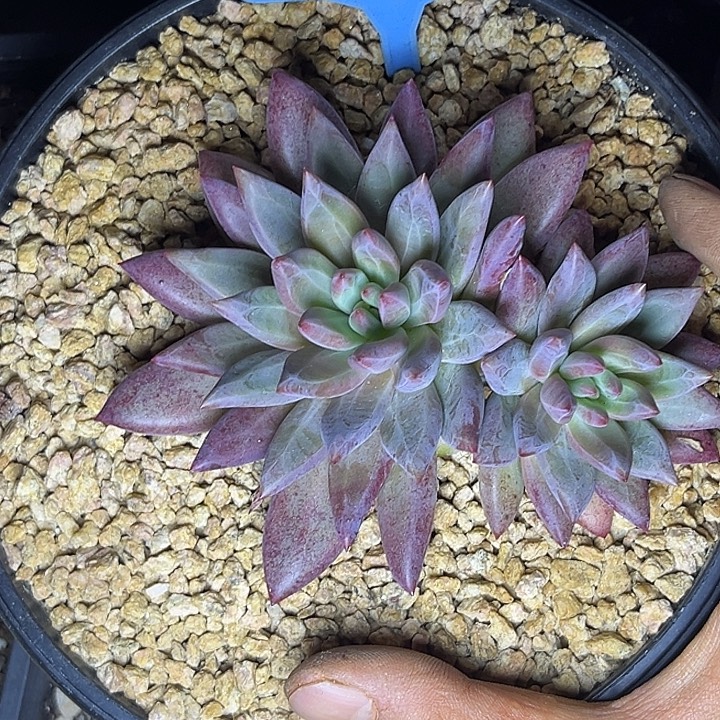 多肉植物虞美人042