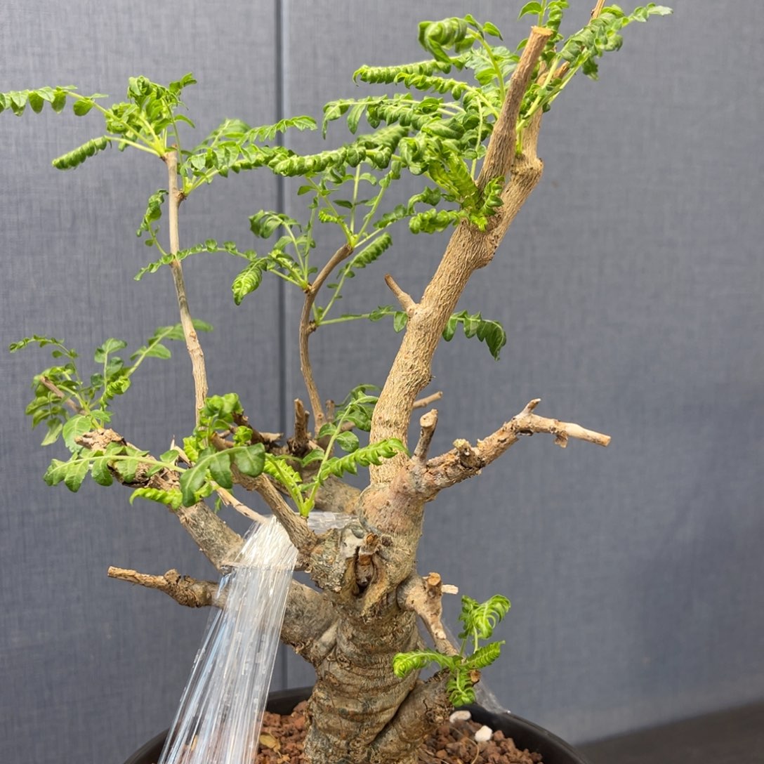 尼勒达乳香产地熟桩