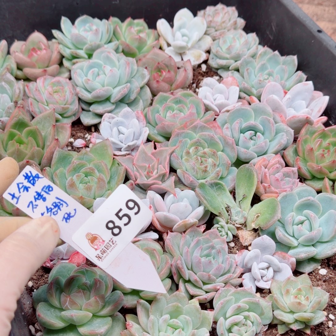 多肉植物多肉植物