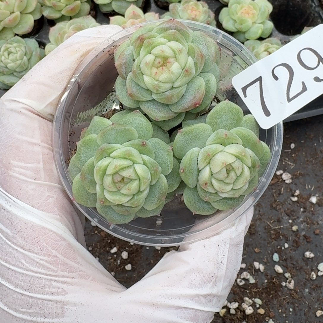 多肉植物多肉植物629