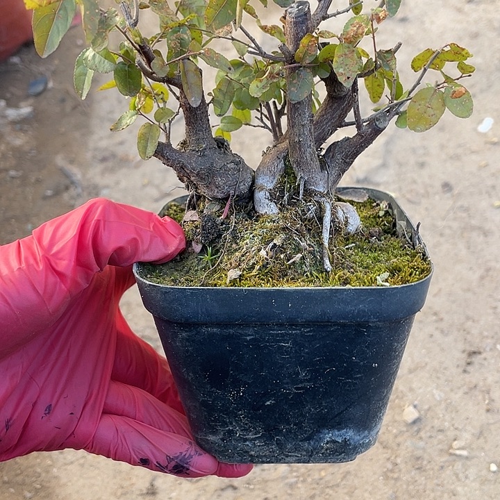 冬***雪无花朵48菊花菊花菊花菊花家