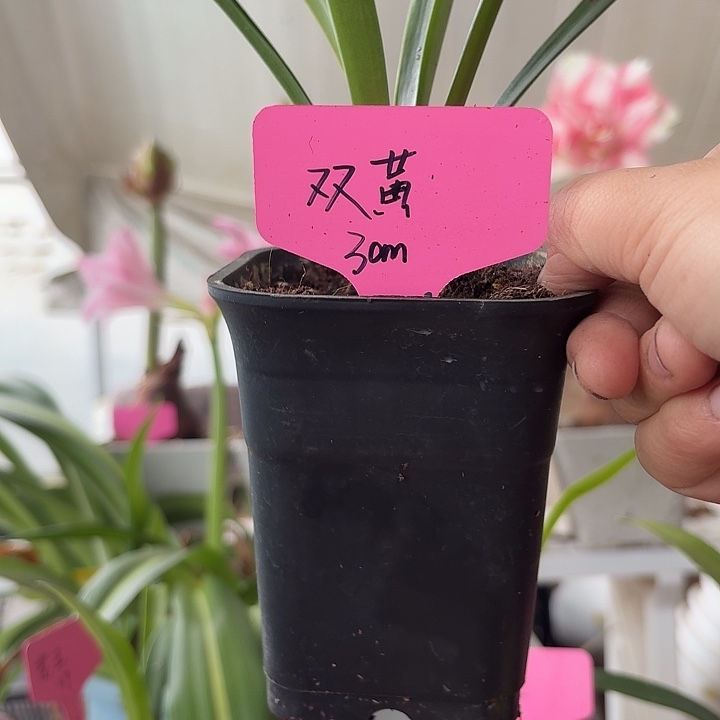 无花朵双黄朱顶红直径3cm
