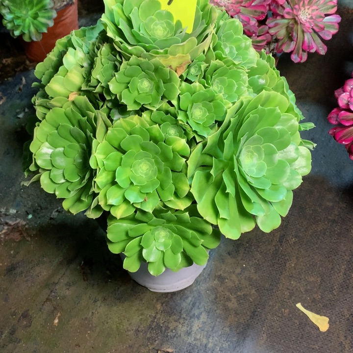 30绿羊绒多肉一物一拍～