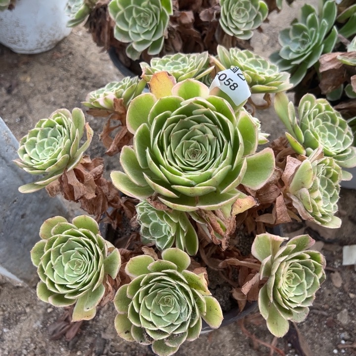 海王多肉植物手捧058上