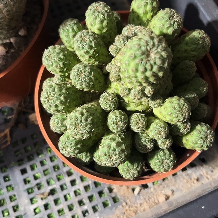 卡莱教主群zzzzzzzz