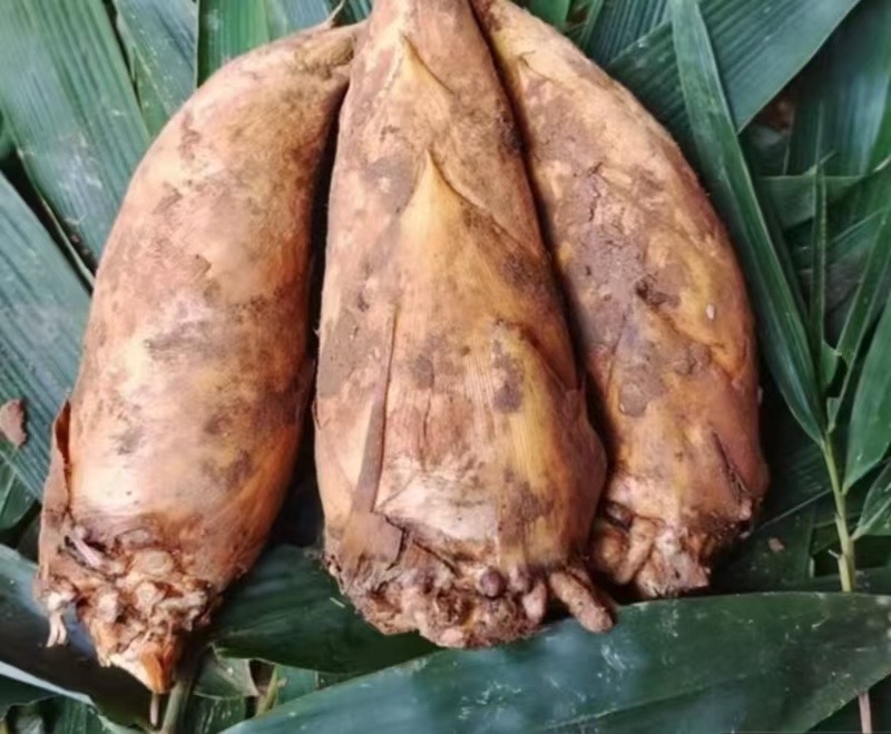 四川宜宾蜀南竹海新鲜现挖冬笋