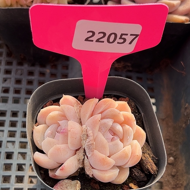 灬***℃糖心。   22057号。