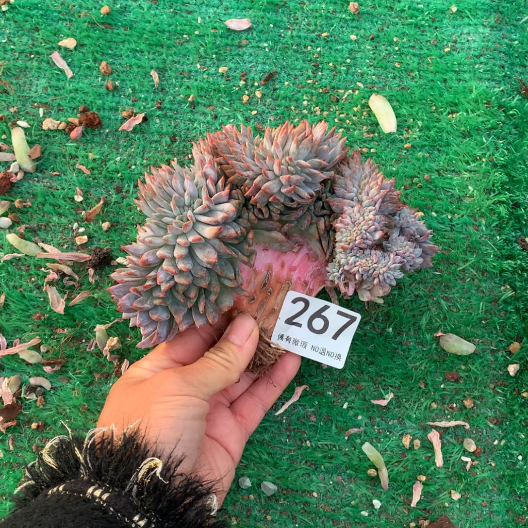 267橙子缀化多肉植物