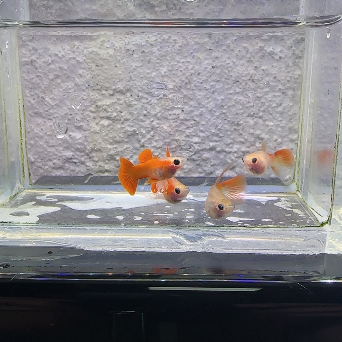 黑玛丽鱼血红C孔雀鱼。18号