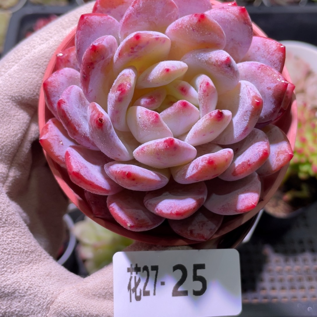 花利美27-25橙梦露