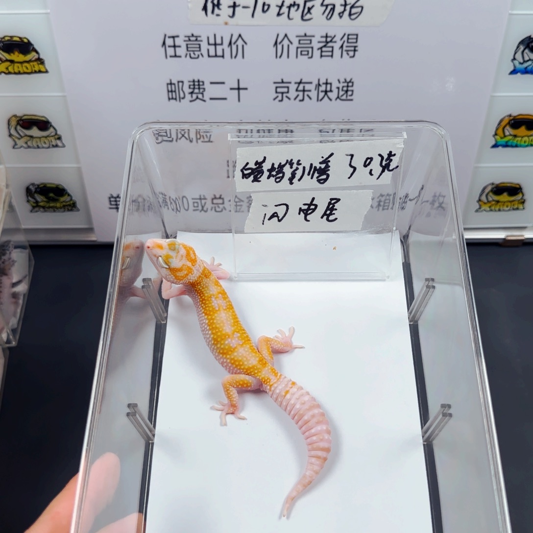 豹纹守宫豹纹守宫