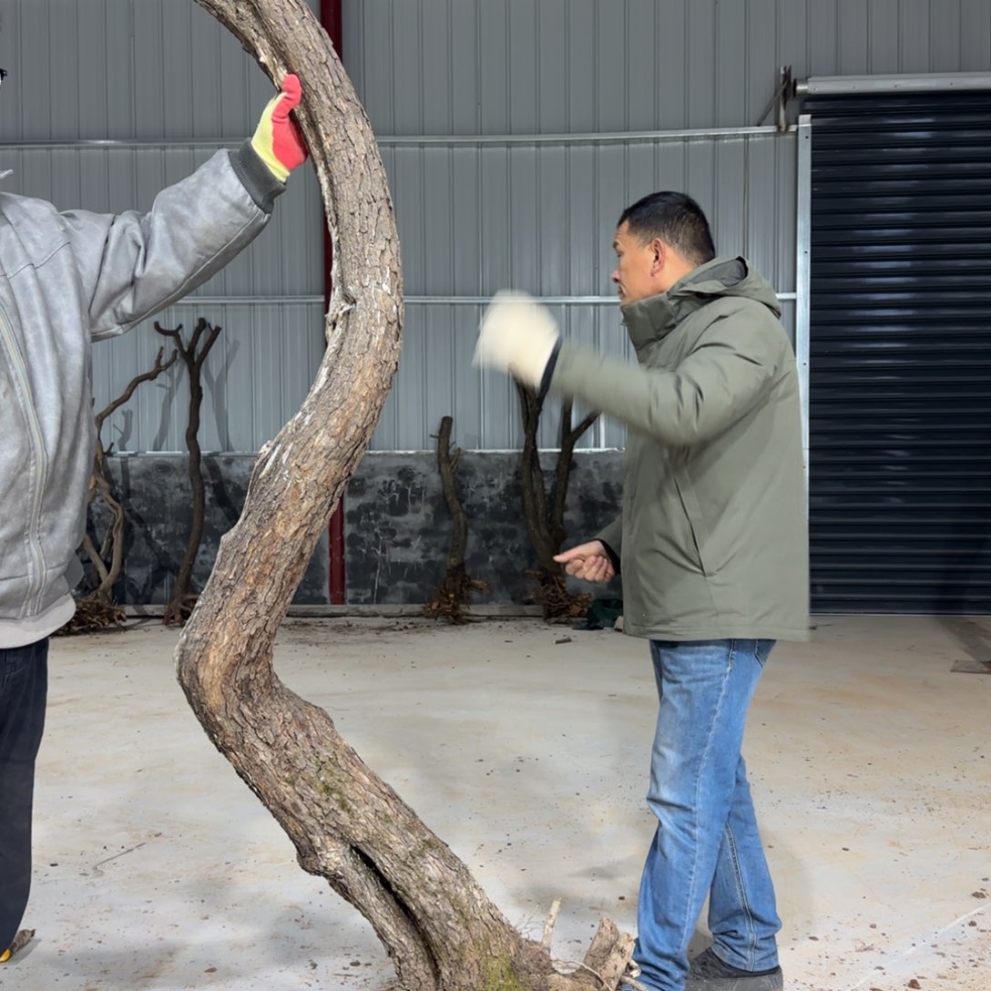 愈***痕无花朵果盆111111