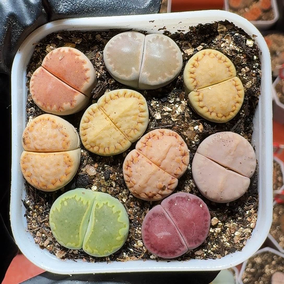 柠*汁生石花等植物1111111。  215