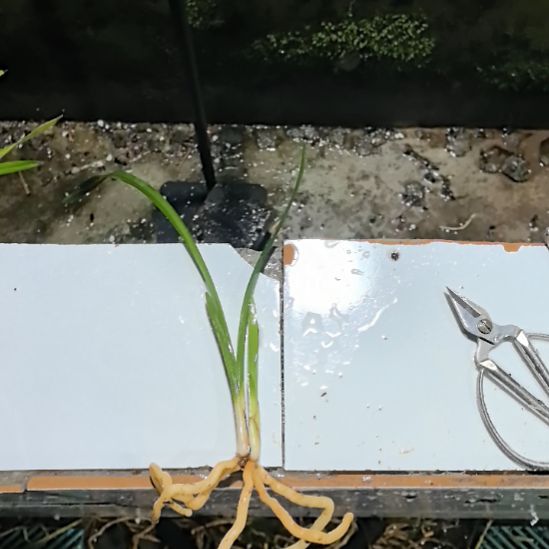 完全开放学林荷引种