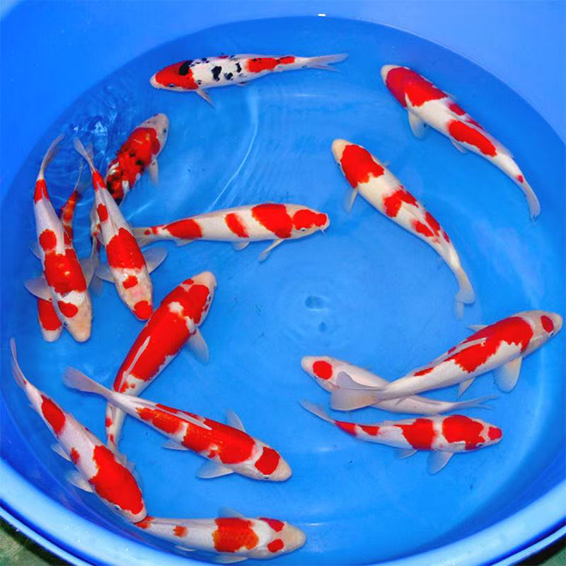 日系红白三色丹顶观赏锦鲤活体冷水鱼好养耐活