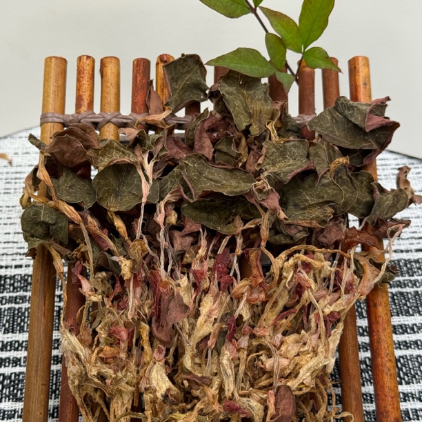 【山地王】金线莲云南高山优质滋补养生山货土特产