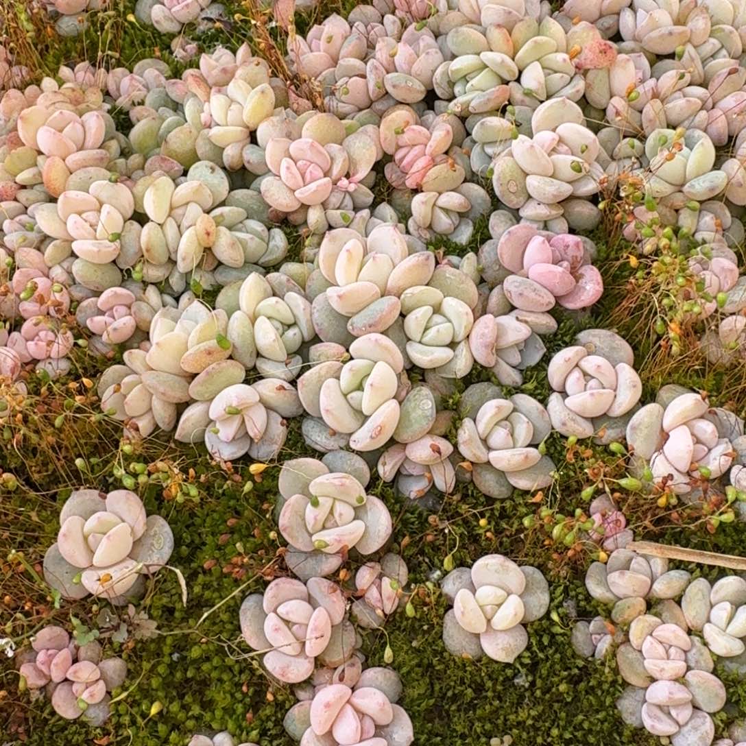 奶盖切糕一筐25-97