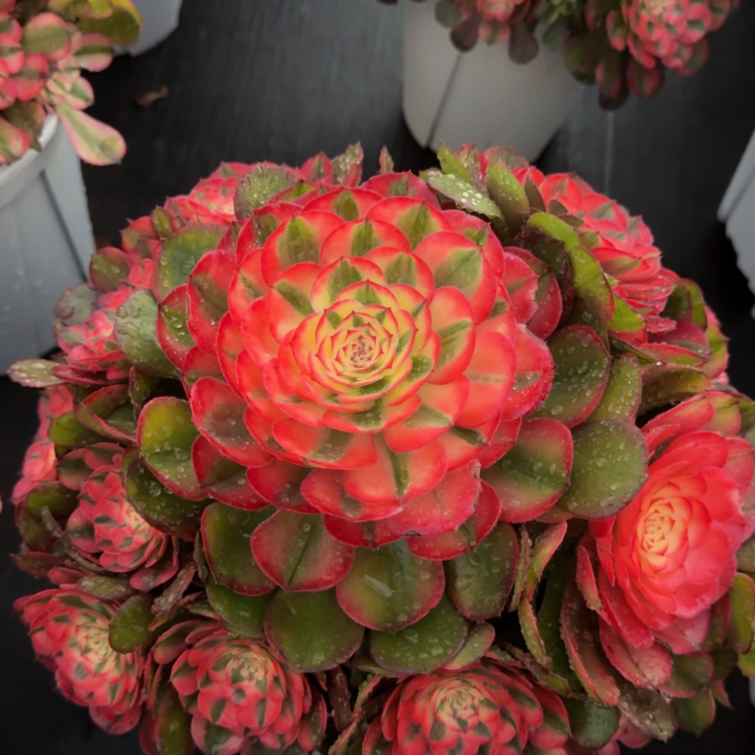 蜜***～荔枝 精品法师 锦