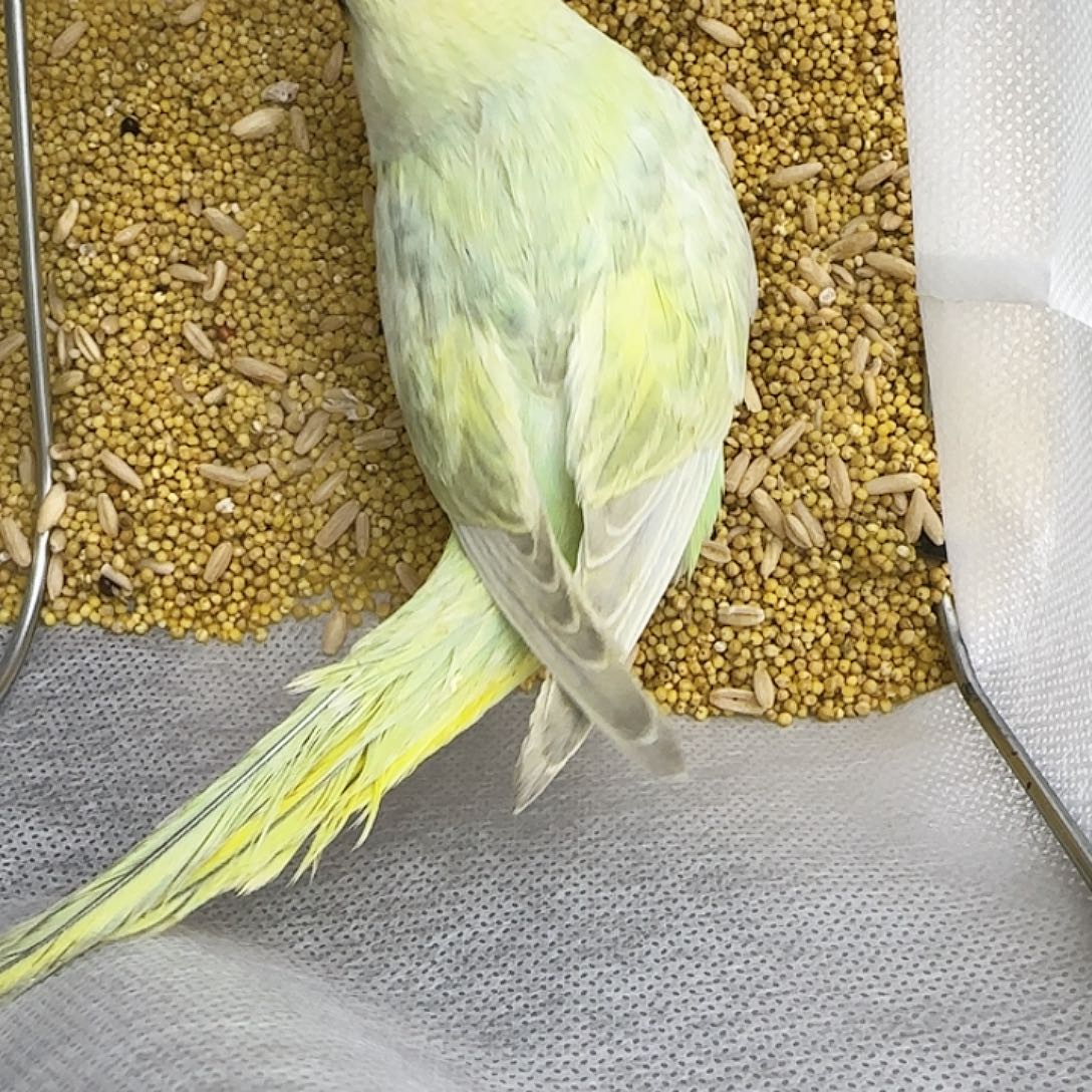 虎皮鹦鹉金彩金彩