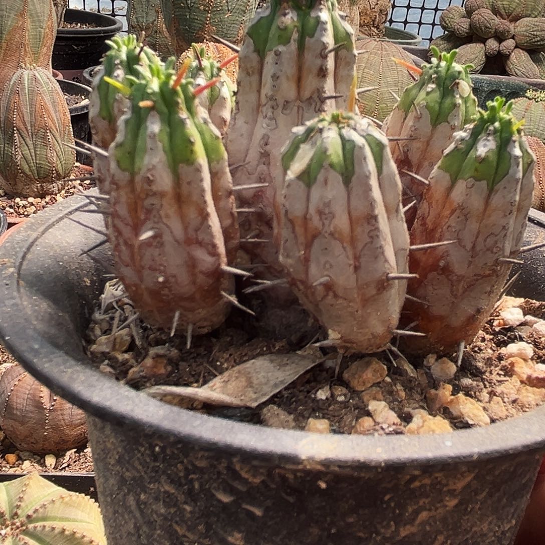 勇猛阁植物特殊性，拍下不退不换，