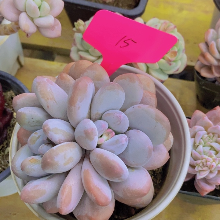 开心多肉，开开心心