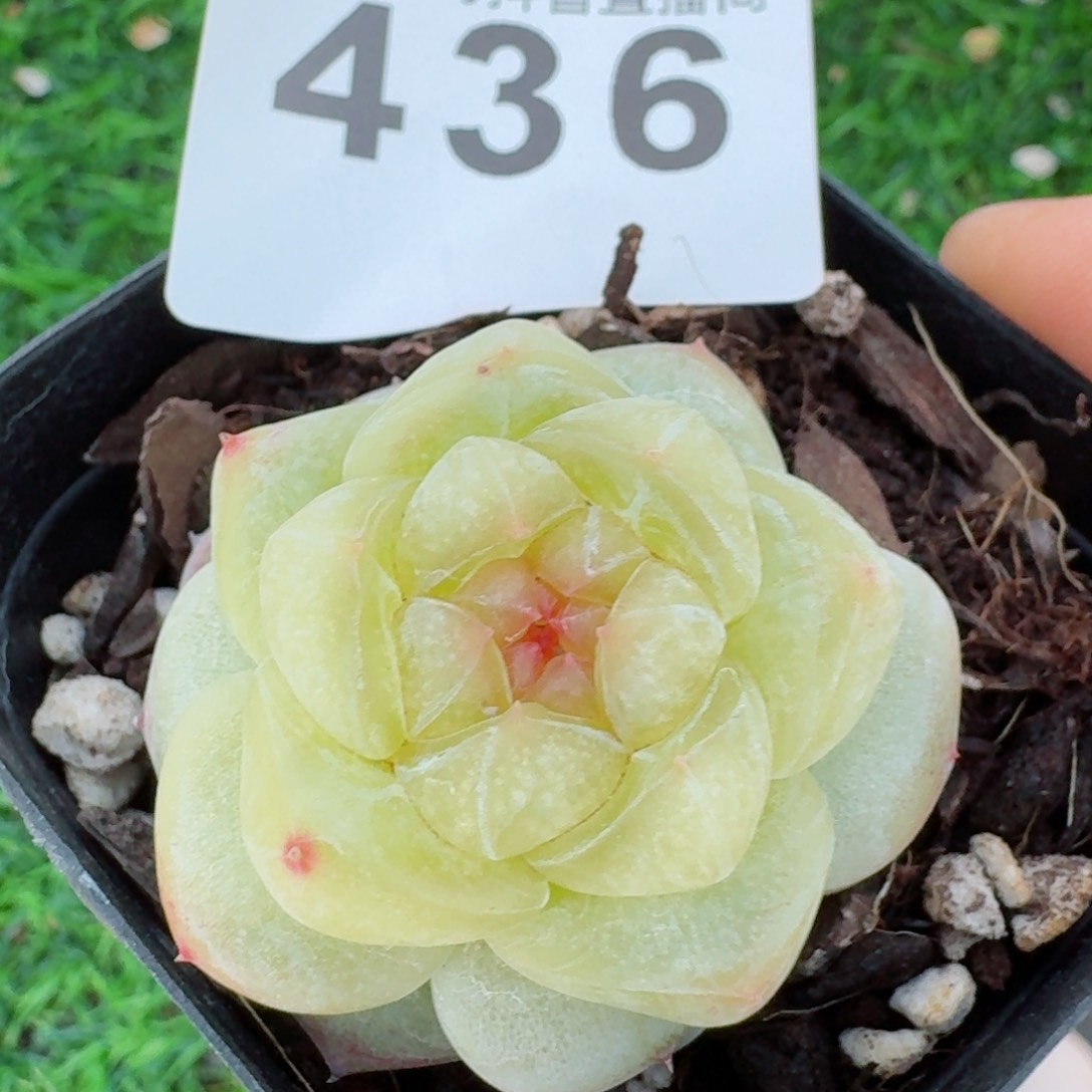 雪诺         精品多肉